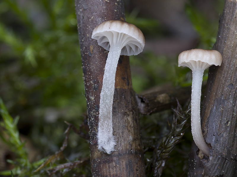 Mycena belliae